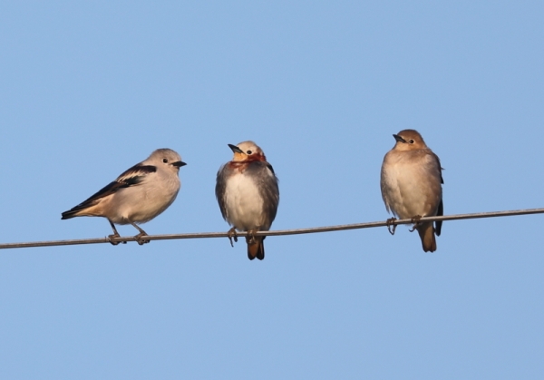 シベリアムクドリ3