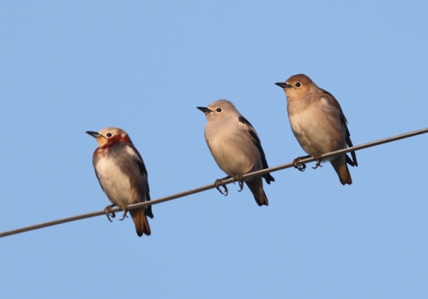 シベリアムクドリ4