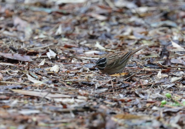 シロハラホオジロ2