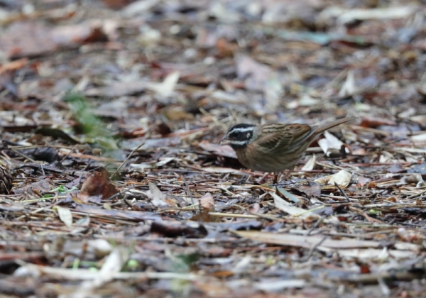 シロハラホオジロ3