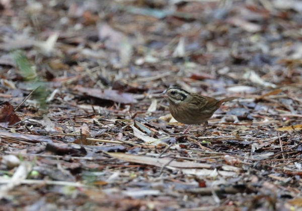 シロハラホオジロ20