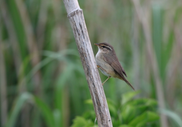 カラフトムジセッカ1