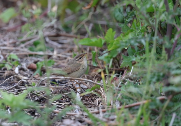 カラフトムジセッカ4