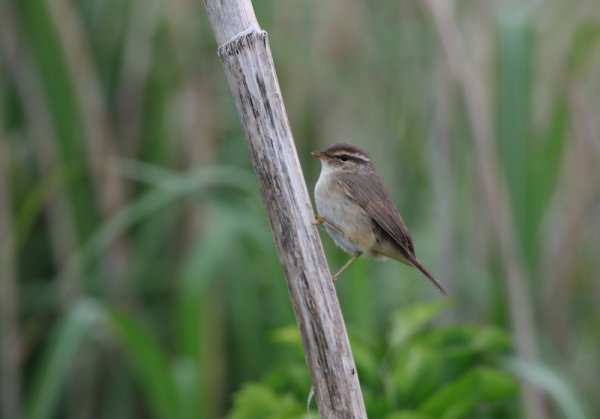 カラフトムジセッカ3