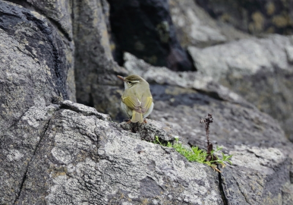 センダイムシクイ3