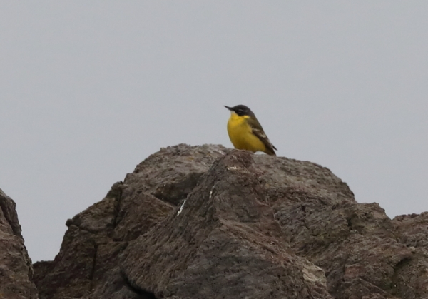 シベリアツメナガセキレイ3