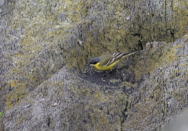 シベリアツメナガセキレイ6