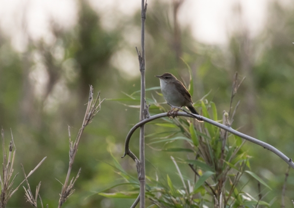 ウチヤマセンニュウ2
