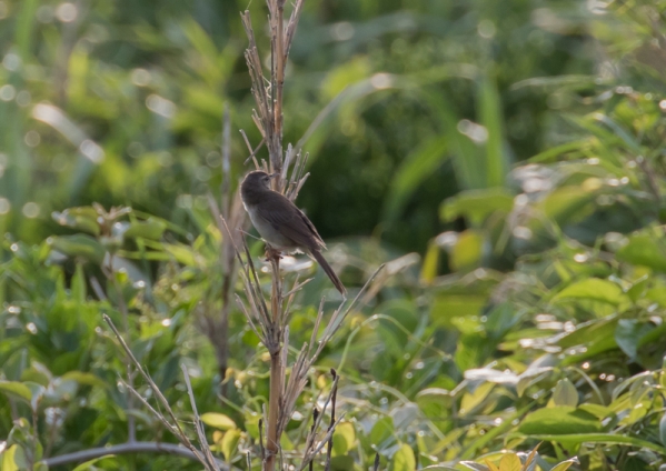 ウチヤマセンニュウ8