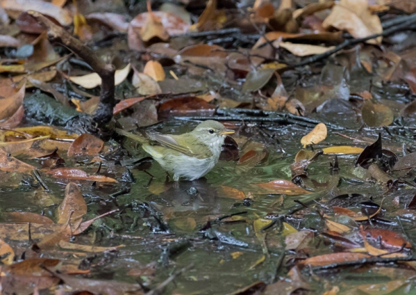 イイジマムシクイ4