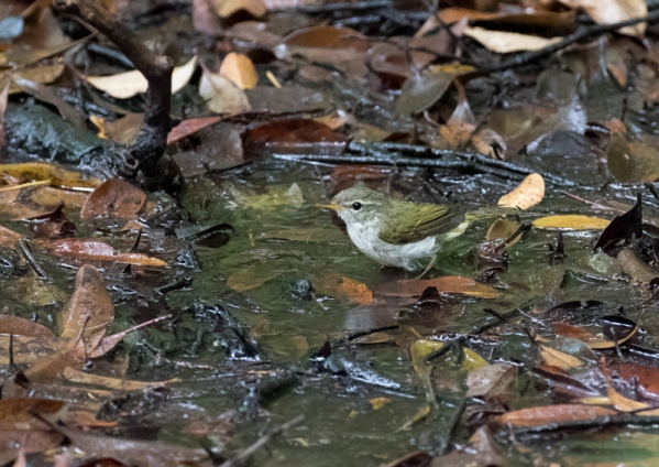 イイジマムシクイ5