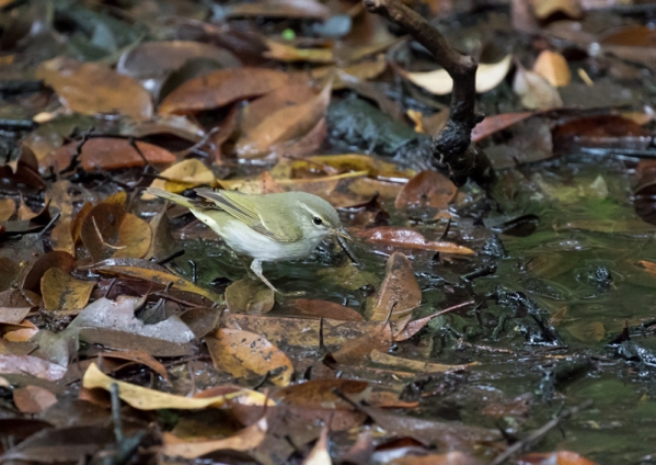 イイジマムシクイ2