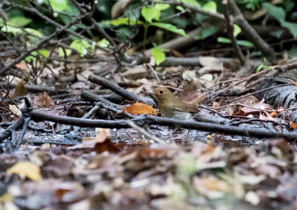 タネコマドリ10