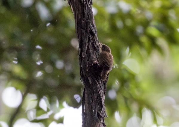 モスケミソサザイ1