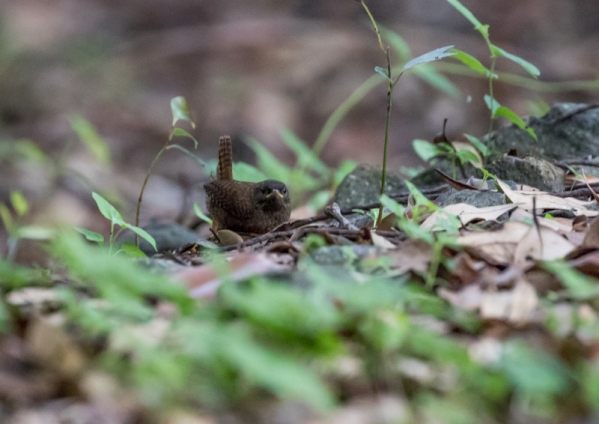 モスケミソサザイ2