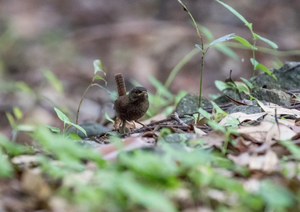 モスケミソサザイ4