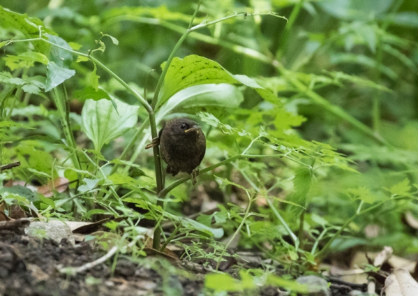 モスケミソサザイ7