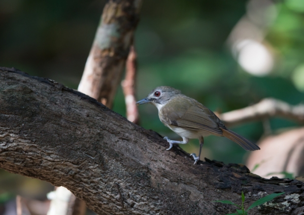 ヒゲチャイロチメドリ1