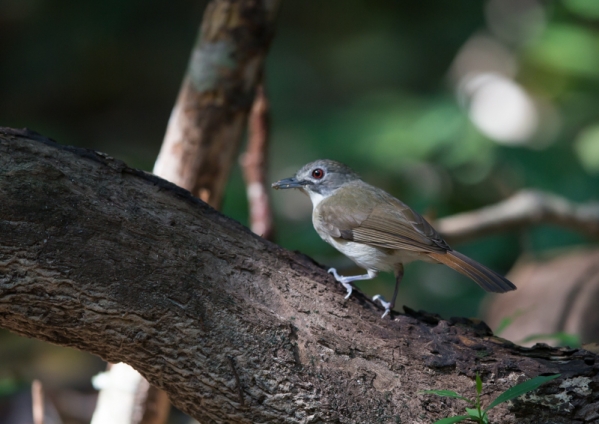 ヒゲチャイロチメドリ2