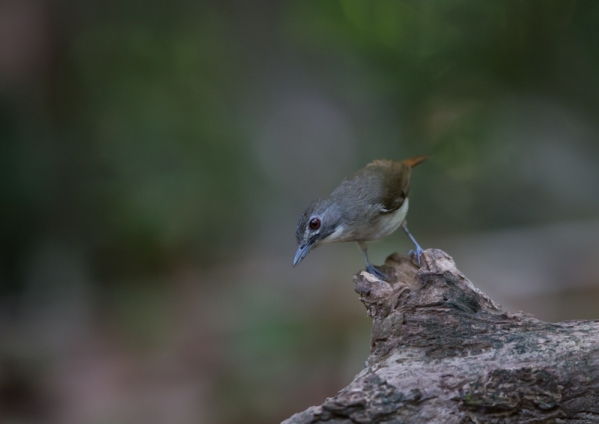 ヒゲチャイロチメドリ8