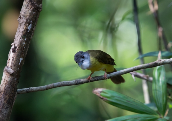 ハイガシラアゴカンムリヒヨドリ4