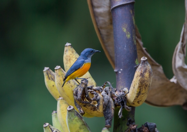 オレンジハナドリ4