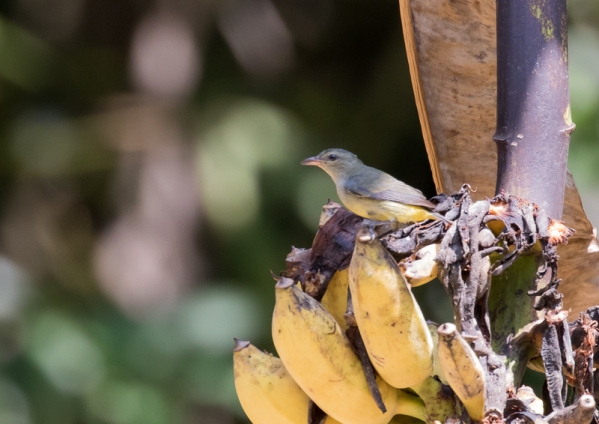 オレンジハナドリ12