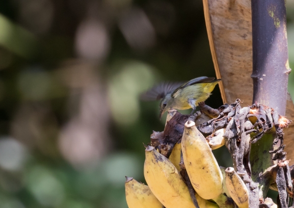 オレンジハナドリ13