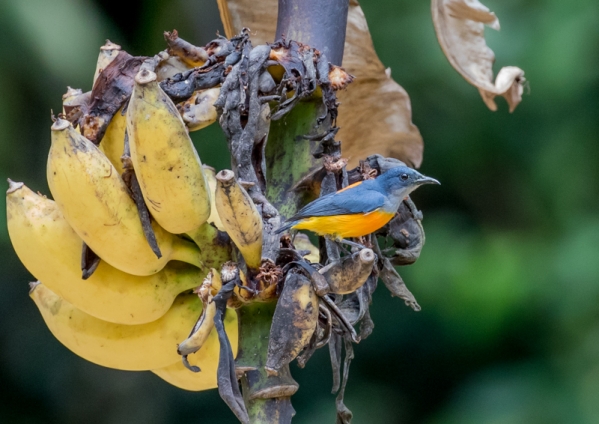 オレンジハナドリ22