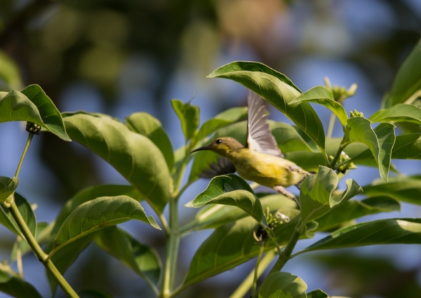 キバラタイヨウチョウ10