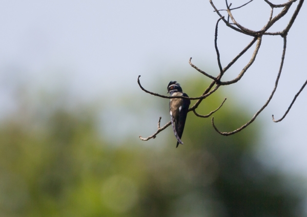 コシラヒゲカンムリアマツバメ6