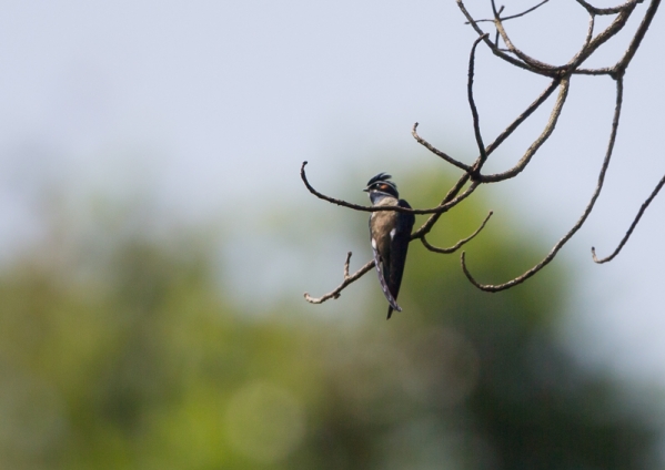コシラヒゲカンムリアマツバメ7