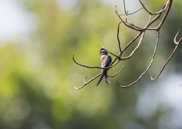 コシラヒゲカンムリアマツバメ9