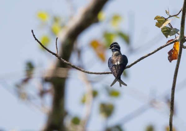 コシラヒゲカンムリアマツバメ12