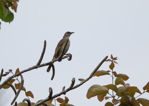 ミミジロヒヨドリ2