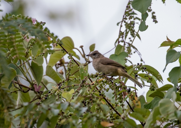 ミミジロヒヨドリ4