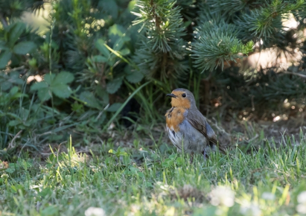 ヨーロッパコマドリ5