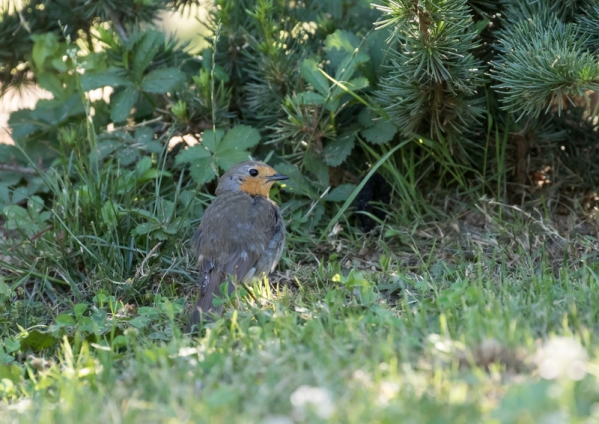 ヨーロッパコマドリ7