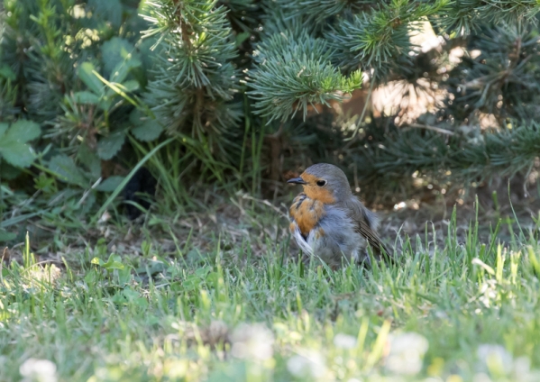 ヨーロッパコマドリ8