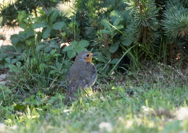 ヨーロッパコマドリ6