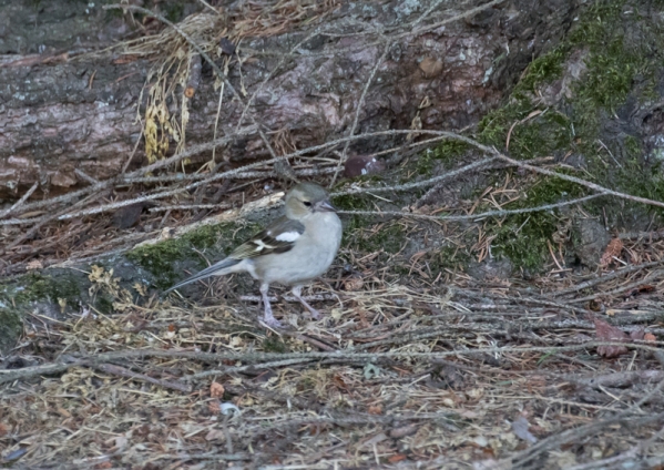 ズアオアトリ10