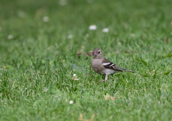 ズアオアトリ12
