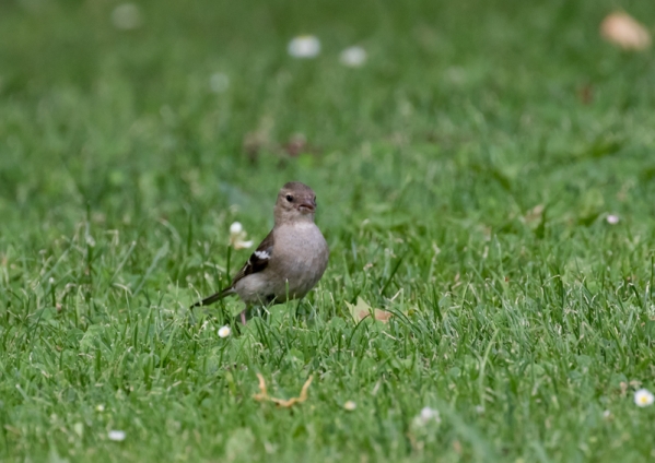 ズアオアトリ13