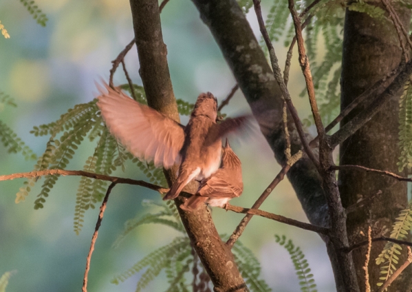 ムナフヒタキ6 (2)