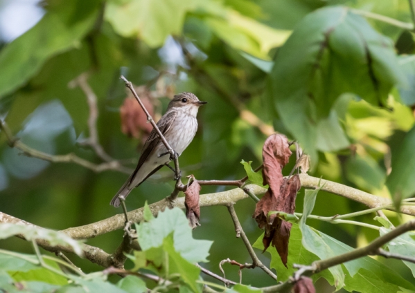 ムナフヒタキ10