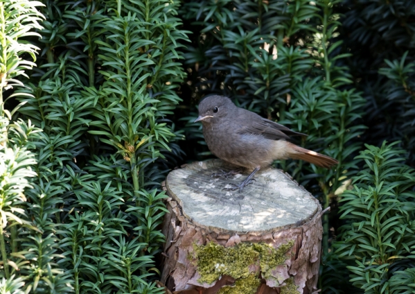 クロジョウビタキ10