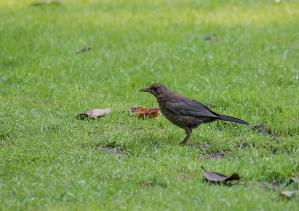 クロウタドリ14