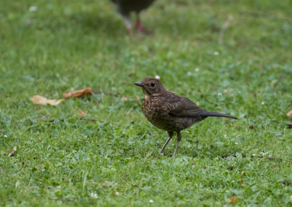 クロウタドリ11