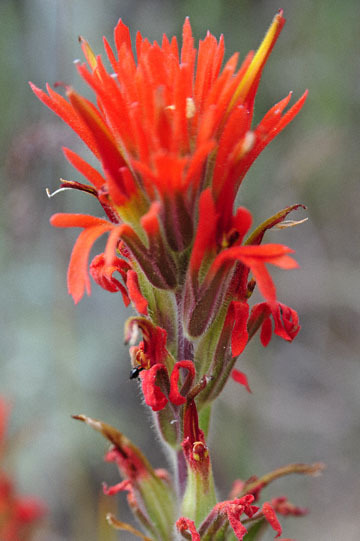 blog 51 26E Ochoco NF, 207 Mitchell, Indian Paintbrush (?), OR_DSC1054-5.3.16.jpg