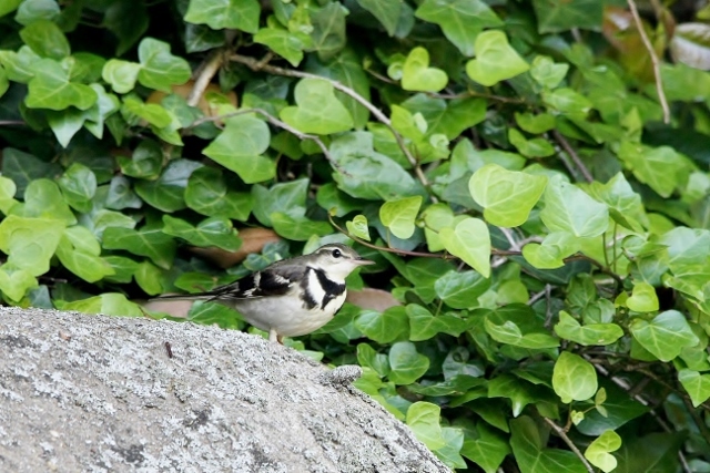 2イワミセキレイ (640x427)